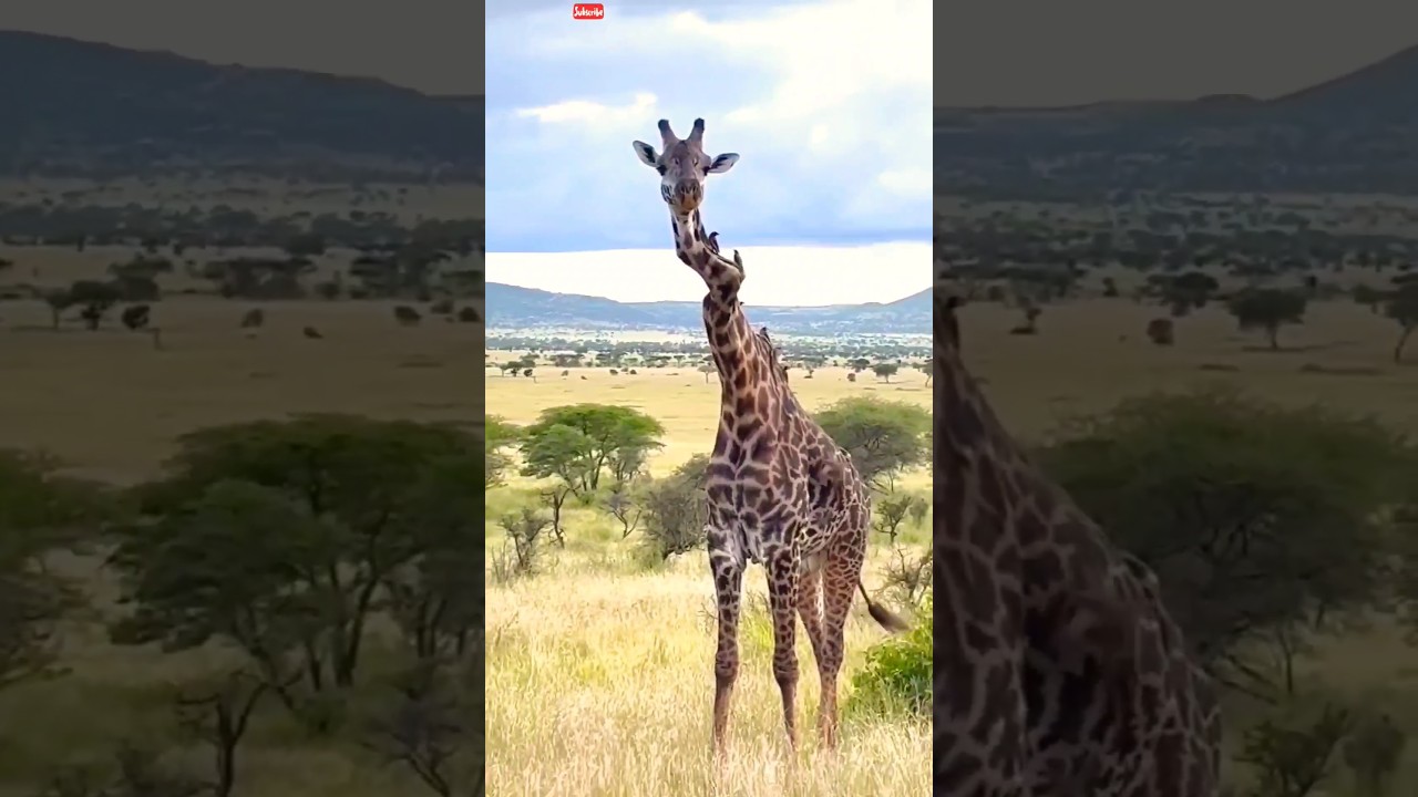A Rare sighting of a Giraffe with a broken neck 😭😱 | giraffe 🦒 | 