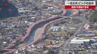 【速報】一足お先、ピンクの並木 静岡、河津桜が見頃