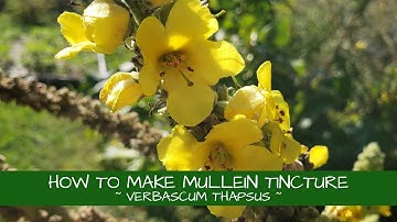 Learn How to Make Mullein Tincture! (Verbascum thapsus)