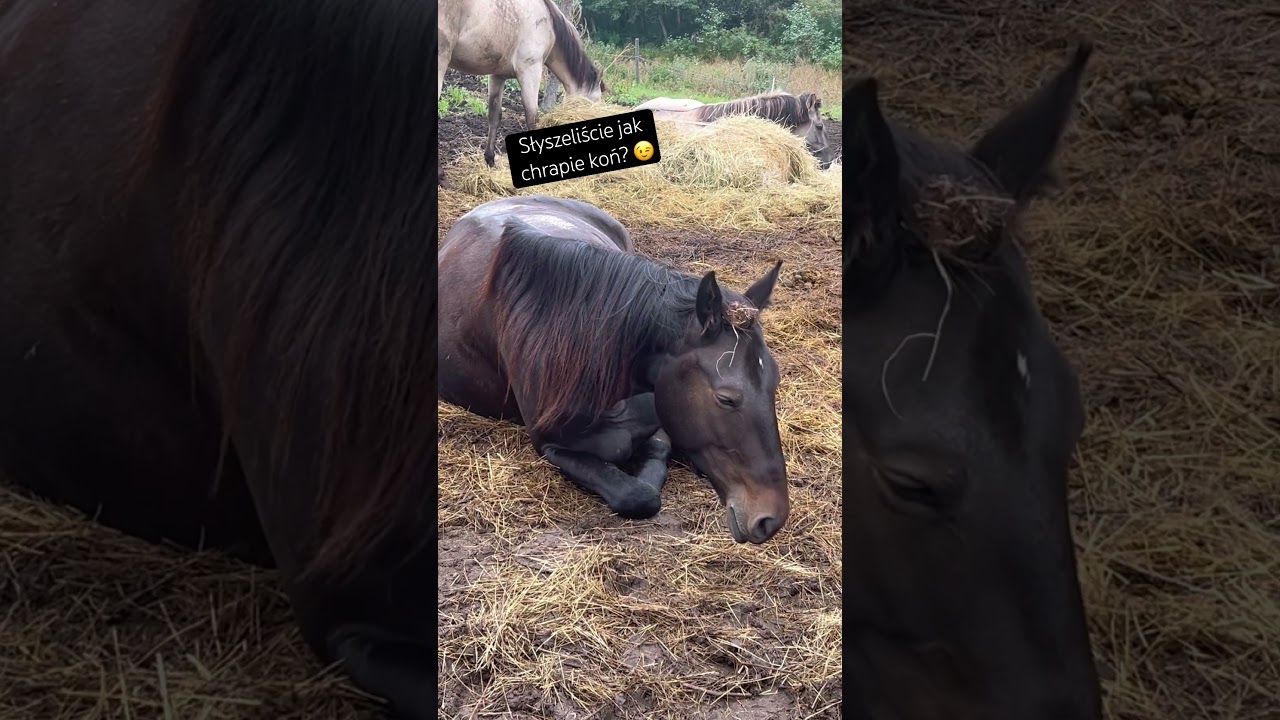 Grayson tak sobie smacznie śpi… #konie #horse