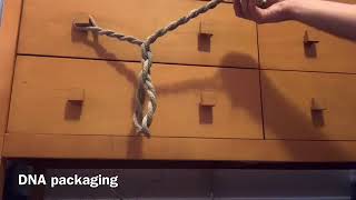 DNA Supercoiling and the Importance of Gyrase - Ryan Spillane