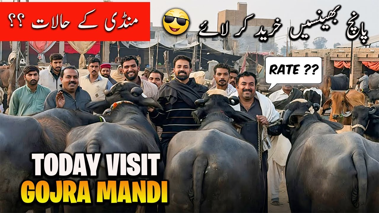 Waqar Bhinder Visit Gojra Buffalo Mandi 🐃😘 Kia Rate Mila ? | الحمدللہ پانچ بھینسیں خرید کر لائے