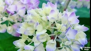 فآمن له لوط قال إني مهاجر الربع الثامن من الجزء العشرون من سورة العنكبوت الحصري المعلم للقران 🌿