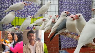 White Java Birds For Breeding Setup / How to know Java Bird is Male Or Female.