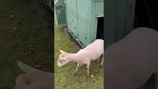 Proses Pengambilan Bulu Domba Auto Telanjang