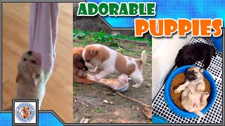 Adorable fluffy puppies! Choose your favorite and leave a comment! #018 Subscribe for more!