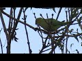 Ring-necked Parakeets - North Glasgow 16.10.23