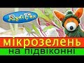 Как вырастить микрозелень дома. Microgreen