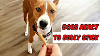 Dogs React to Bully Sticks: Basenji VS Miniature Bull Terrier by Feenix the Funny Singing Dog 297 views 2 years ago 2 minutes, 3 seconds