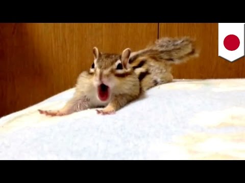 Cute chipmunk: Adorable creature stretches on bed in funny video: TomoNews