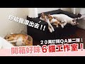 開箱６貓工作室！20萬訂閱ＱＡ續集【好味貓日常】EP26