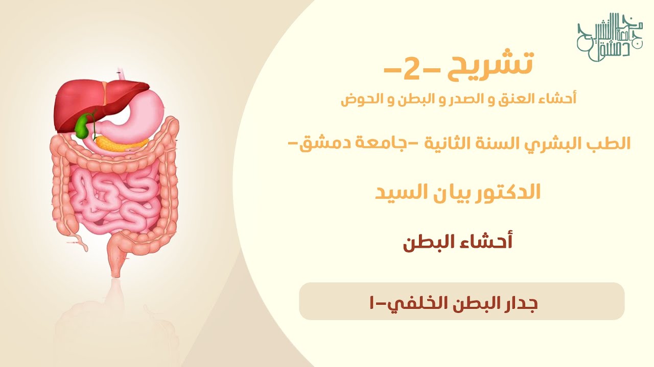 تشريح 2 | جدار البطن الخلفي 1 | د. بيان السيد