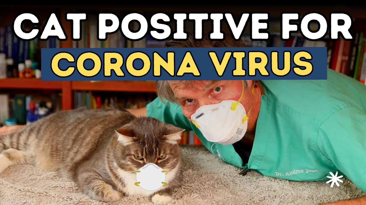 Cat tests Positive for COVID-19 