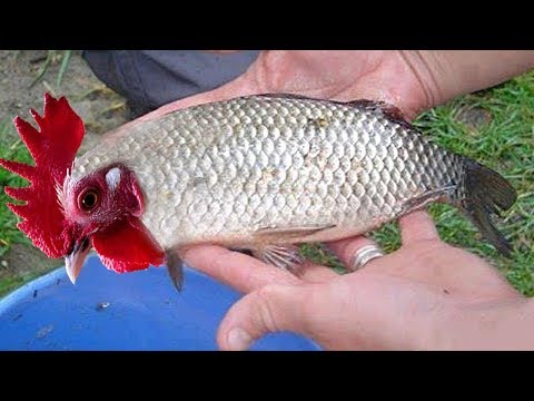 Video: Ukweli Kuhusu Samaki Wa Betta