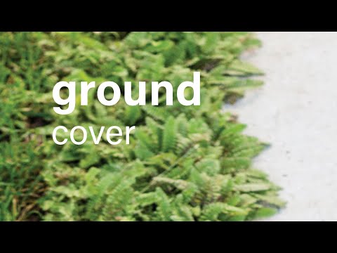 Video: Leptinella Messingknöpfe: Messingknöpfe im Garten pflanzen
