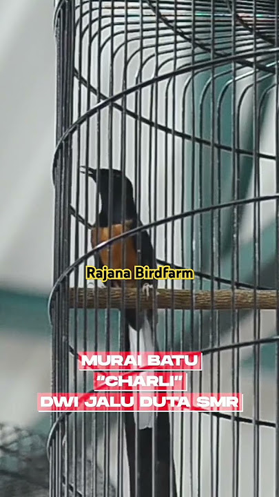 Paruhnya sampai keluar aray isian dan volumenya ngeri 😱🔥 #rajanabirdfarm #muraiprestasi #murai