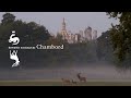 Le brame du cerf - Château de Chambord