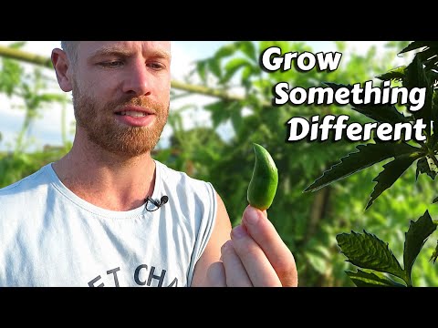 Video: Uporaba za Caihua na vrtovih - Kako gojiti rastline kumare s polnjenjem Caihua