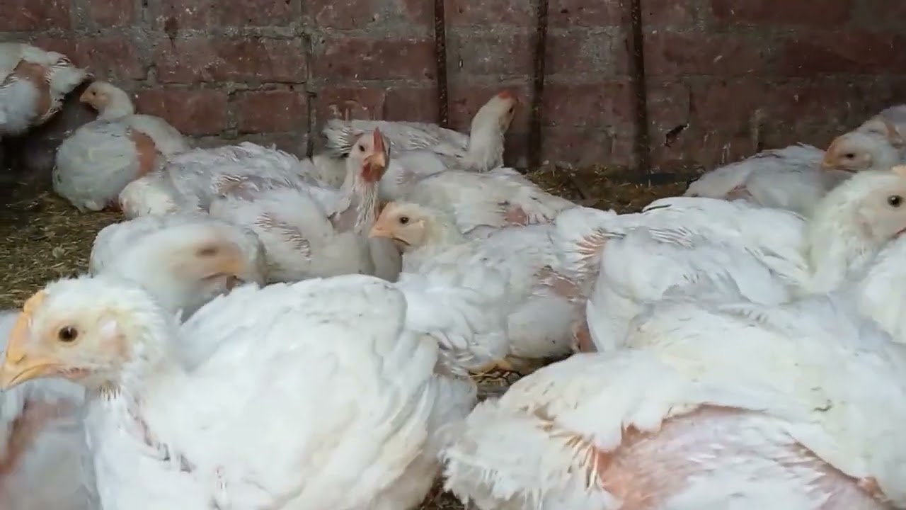 هتربي فراخ بيضه في الشتا ولرمضان بقلب جامد بعد حلقه انهارده 👉🏻👌🏻