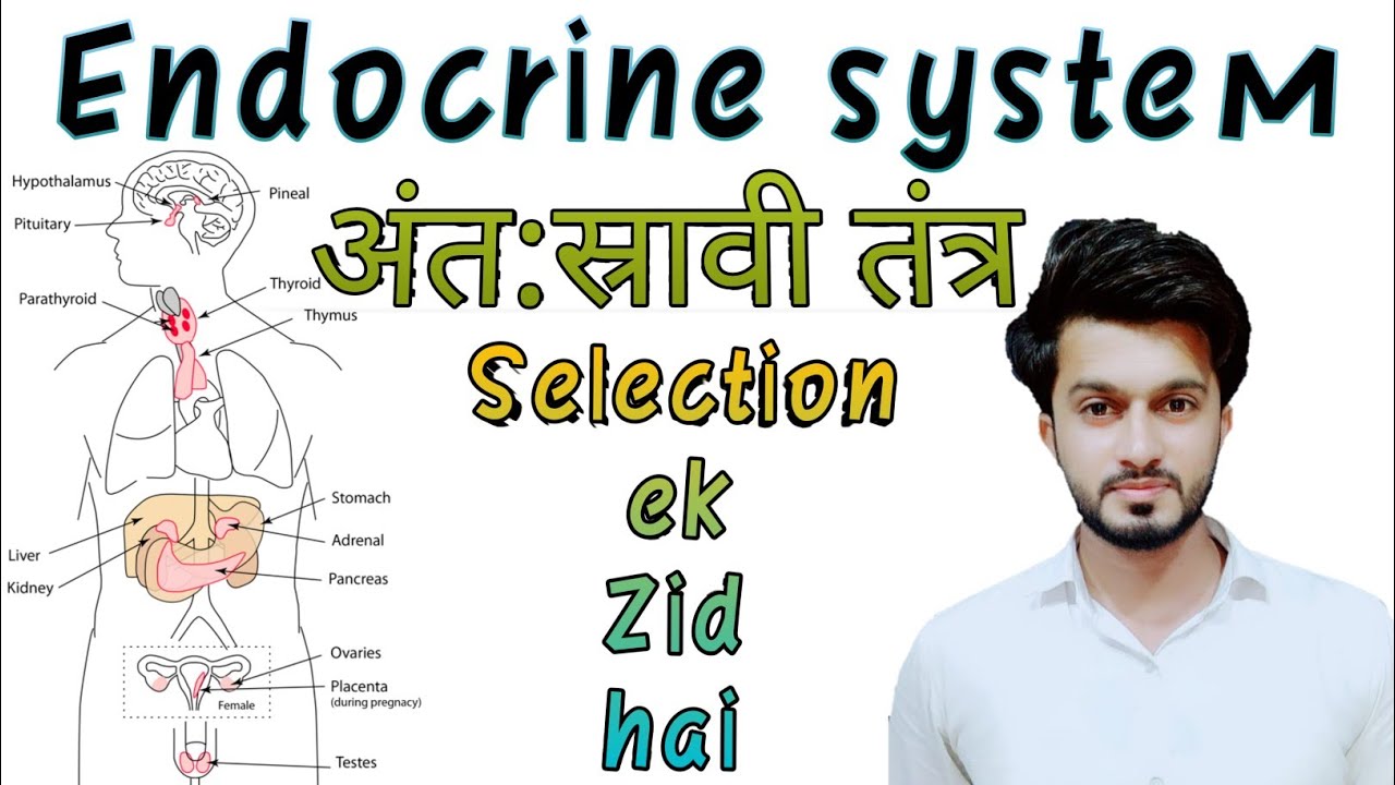 endocrine system in hindi | अंतःस्रावी तंत्र | ग्रंथियां | glands ...