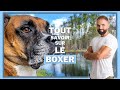 Chien de race boxer  caractre dressage comportement sant de cette race de chien