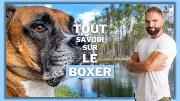 Comment bien éduquer un chiot Boxer ?