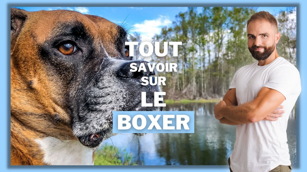 Chien de race Boxer : caractère, dressage, comportement, santé de cette race de chien...
