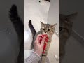 【#shorts】チュールのCMを狙ってる猫がこちら