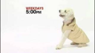 Please vote! My Soft Coated Wheaten Terriers TV Commercial Audition. Contest ends 3/31/09 screenshot 5
