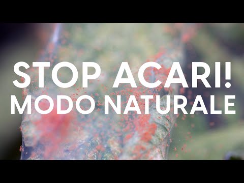 Video: Controllare gli acari del ragno in modo naturale