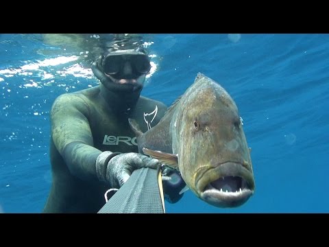 Pescasub: Dentice di 12 Kg all #39 aspetto del 11 Dicembre 2014 YouTube Pescasub: Dentice di 12 Kg all #39 aspetto del 11 Dicembre 2014 YouTube