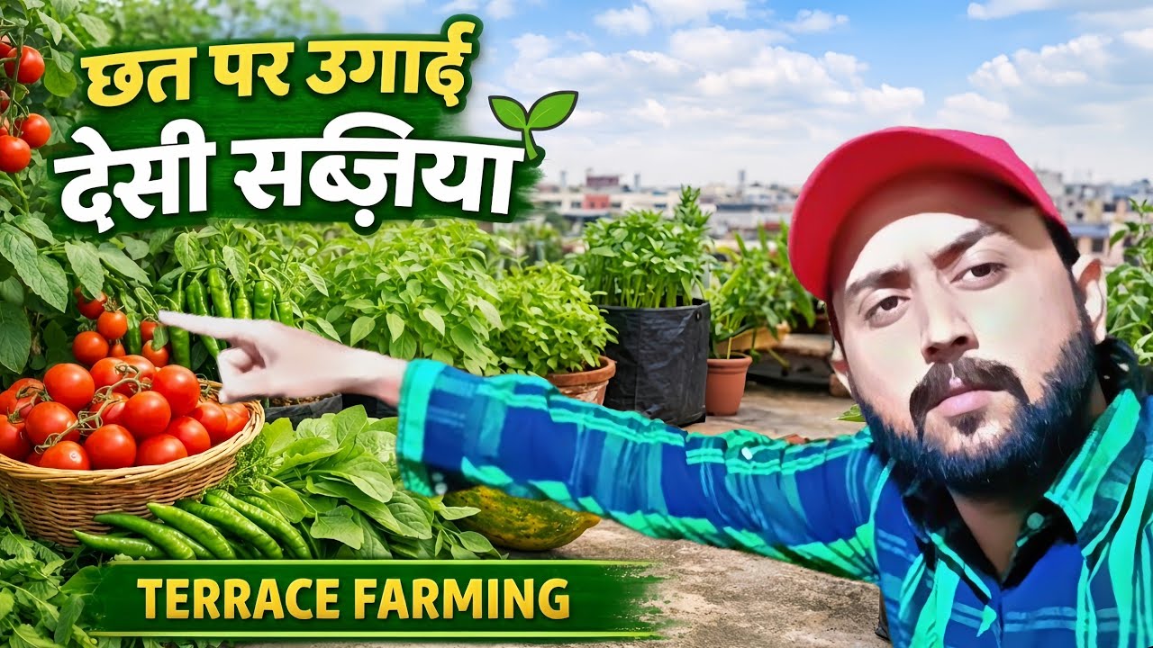 छत पर उगाई देसी सब्ज़ियां 🌱 | टमाटर मिर्च पालक तुलसी | Terrace Farming Vlog