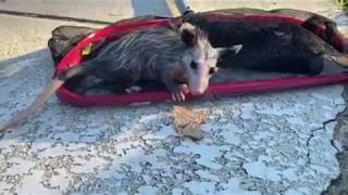 baby opossum saved from the pool skimmer basket