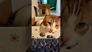 He’s literally purrfect. #catlover #blep #cats