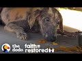 Abandoned Puppy Found Under Truck Fights So Hard To Get Better | The Dodo Faith = Restored