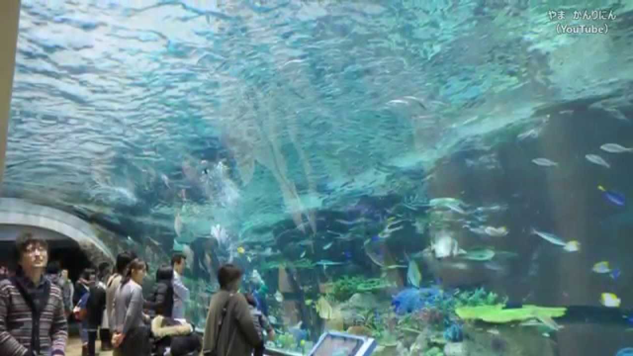 赤道の海 サンゴ礁大水槽 がリニューアルオープン 名古屋港水族館 14年12月日 Youtube
