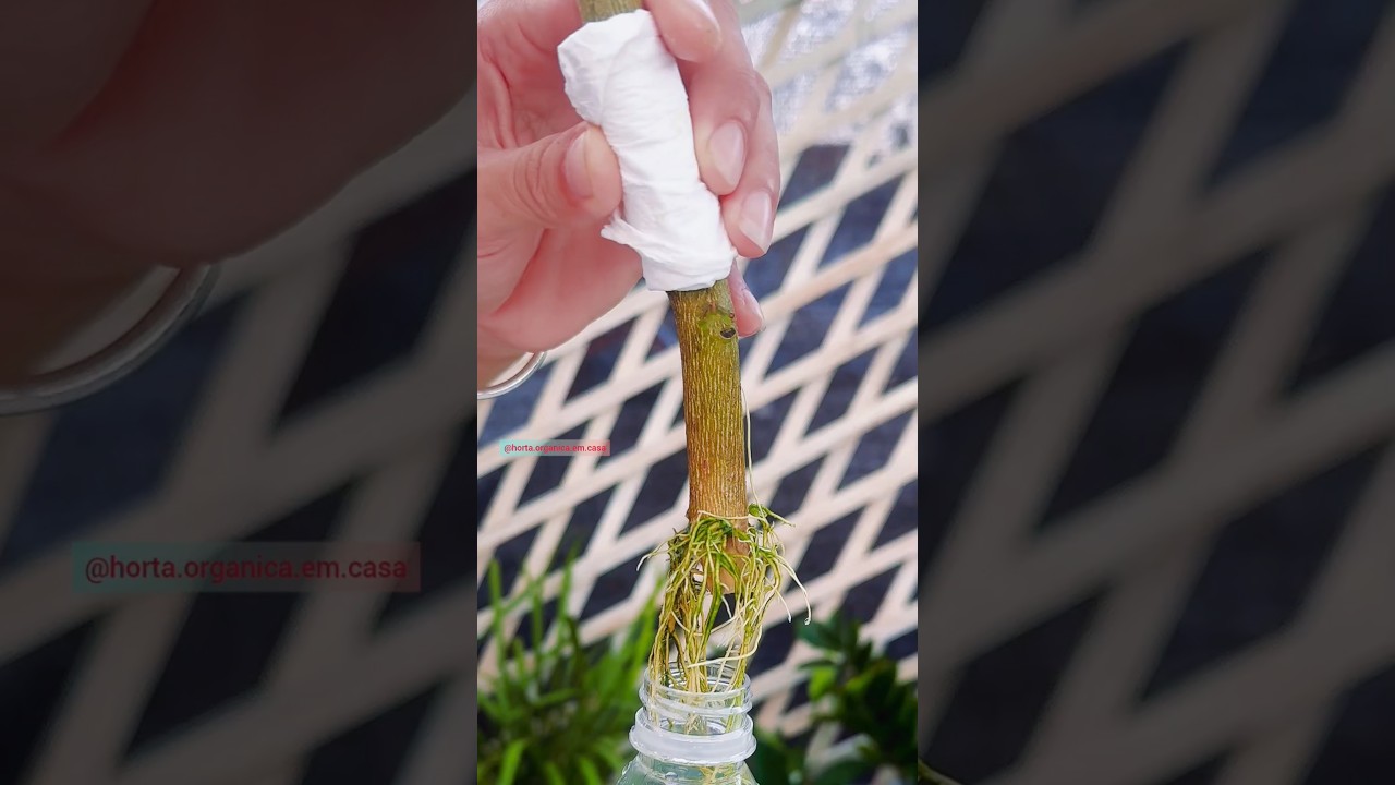 enraizamento de estacas de limão na água