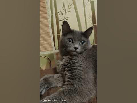 МАлАдЕц котюля😹😽😻#cat #котки #котики - YouTube