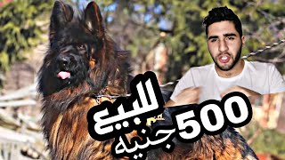قص جيرمن محترم جدا للبيع دكر و نتايه و كلاب تانيه ب 500جنيه _جيرفون +بيتبول