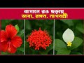 জবা, রঙ্গন, নাগবল্লী – বাগানের তিন রত্ন || Mr & Mrs Gazi Outing || Flower