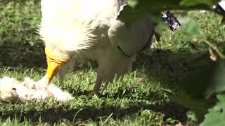 Le repas du Percnoptère - vautour d'Afrique -  Les Aigles du Léman  - Sciez  (Haute-Savoie) - France