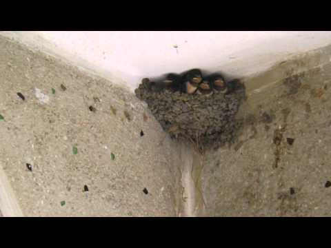 How do nestlings eat / როგორ იკვებებიან ბარტყები