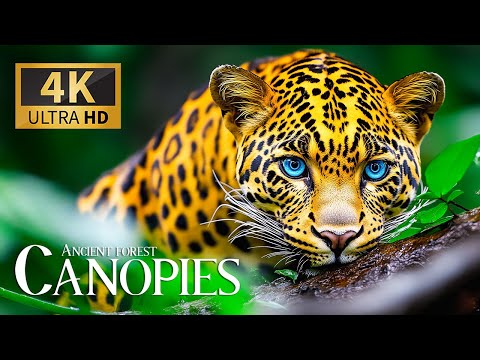 Ancient Forest Canopies 4K 🌳 Majestic Nature Moments with Soothing Piano Sounds for Peaceful Sleep 🎶