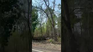 Tadoba Tiger 🐅 Forest 🌳