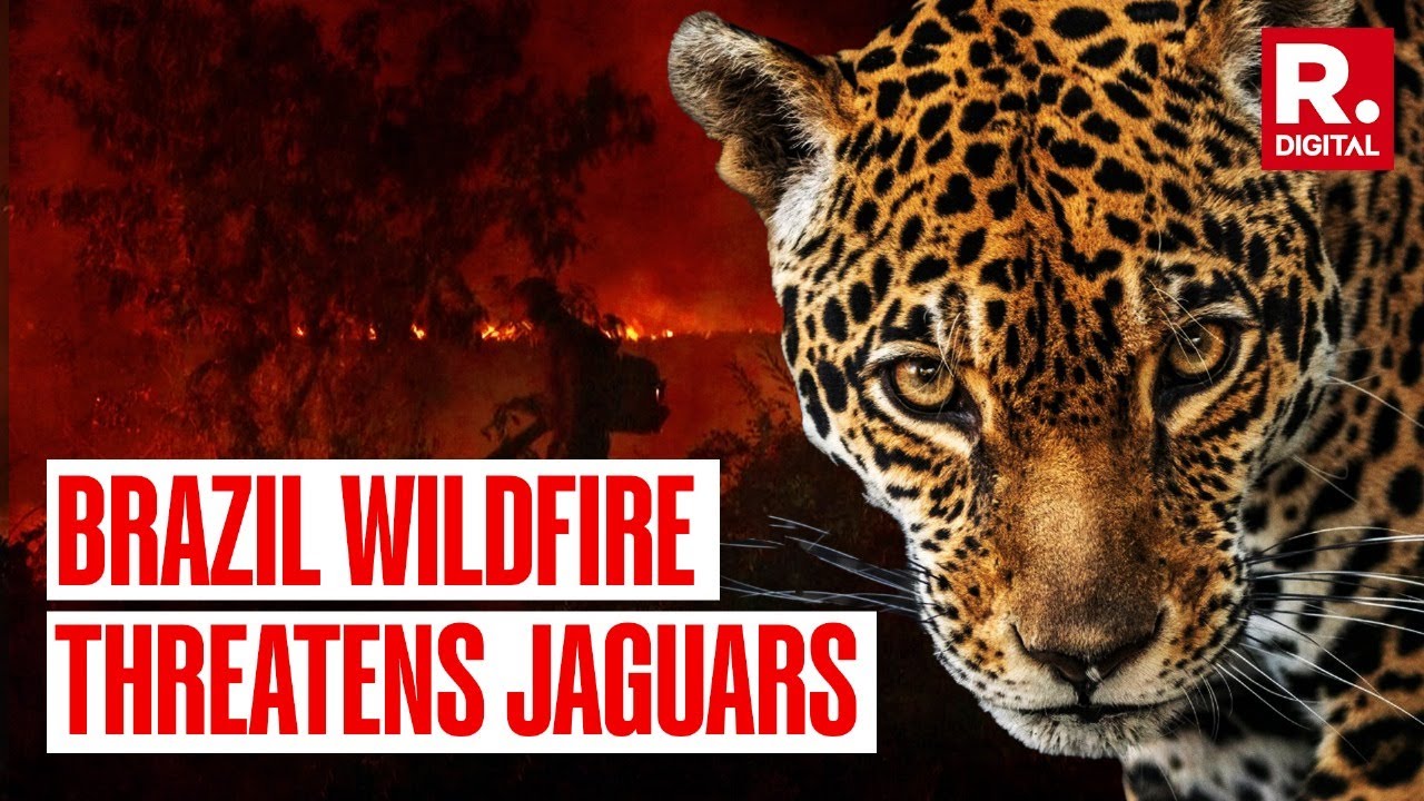 Wildfires disproportionately affected jaguars in the Pantanal