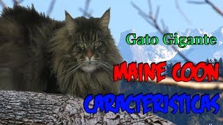 Gatos Maine Coon  Características (Gato gigante)