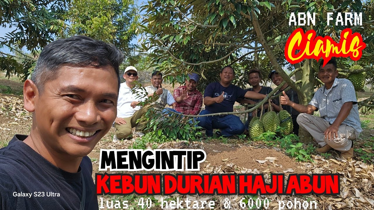 MERINDING BEGITU MASUK KEBUN DURIAN HAJI ABUN DI CIAMIS