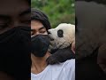 Chilling with panda #fyp #aivideo #panda