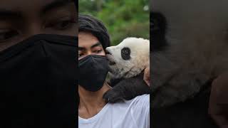 Chilling with panda #fyp #aivideo #panda