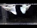 Albino Full Platinum Ribbon